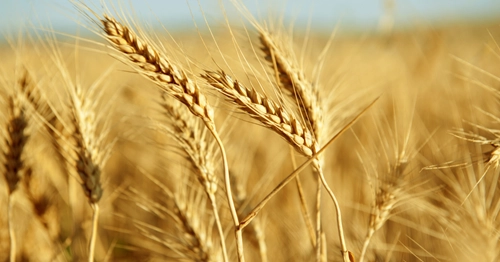 cotecna-published-an-agriculture-brochure