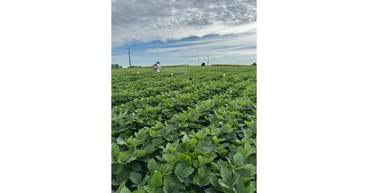 news-brazil-2025-crop-season-mangement-plant-disease