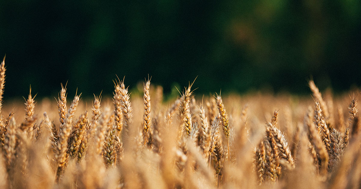 grains-infographic-meta