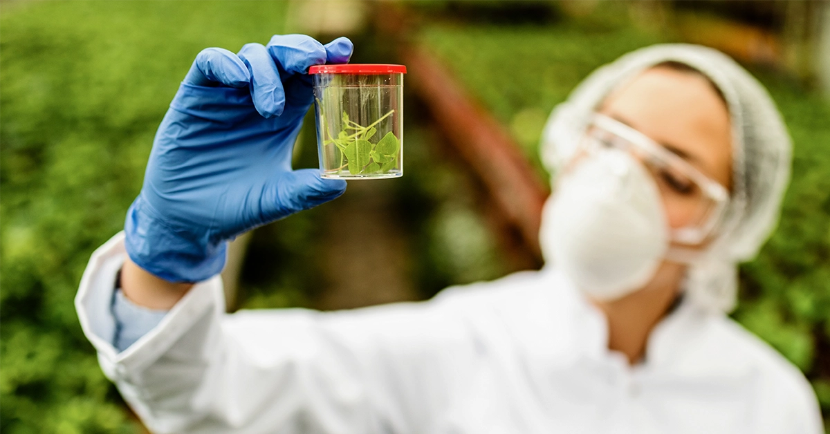 news-phytosanitary-inspection