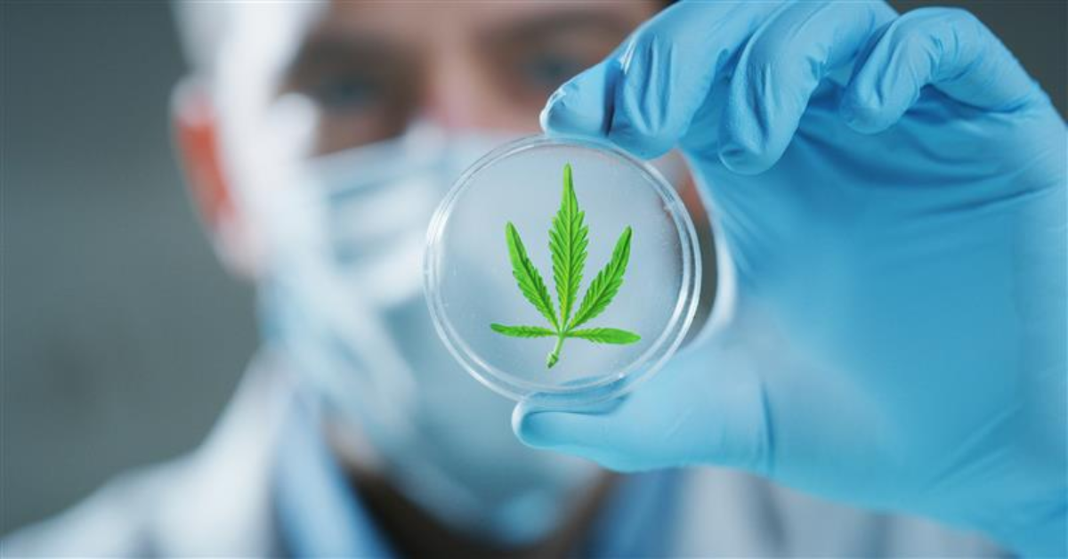 news-cannabis-banner