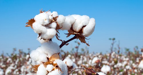 banner-cotton