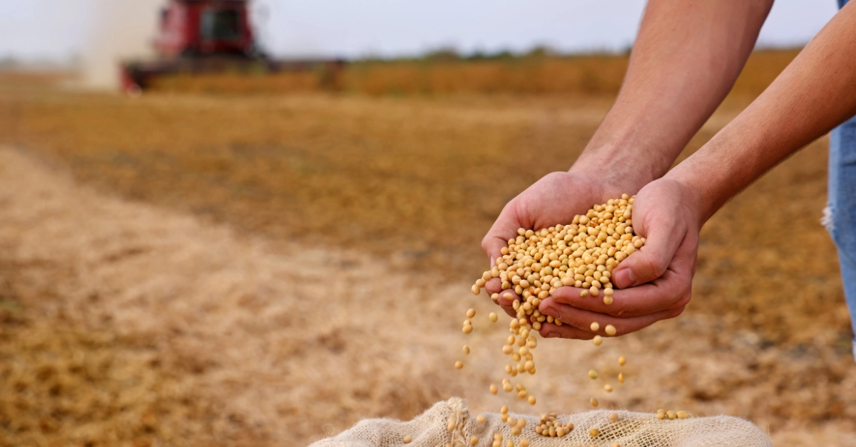 bridging-china-and-brazil-in-dynamic-soybean-trade-with-expertise