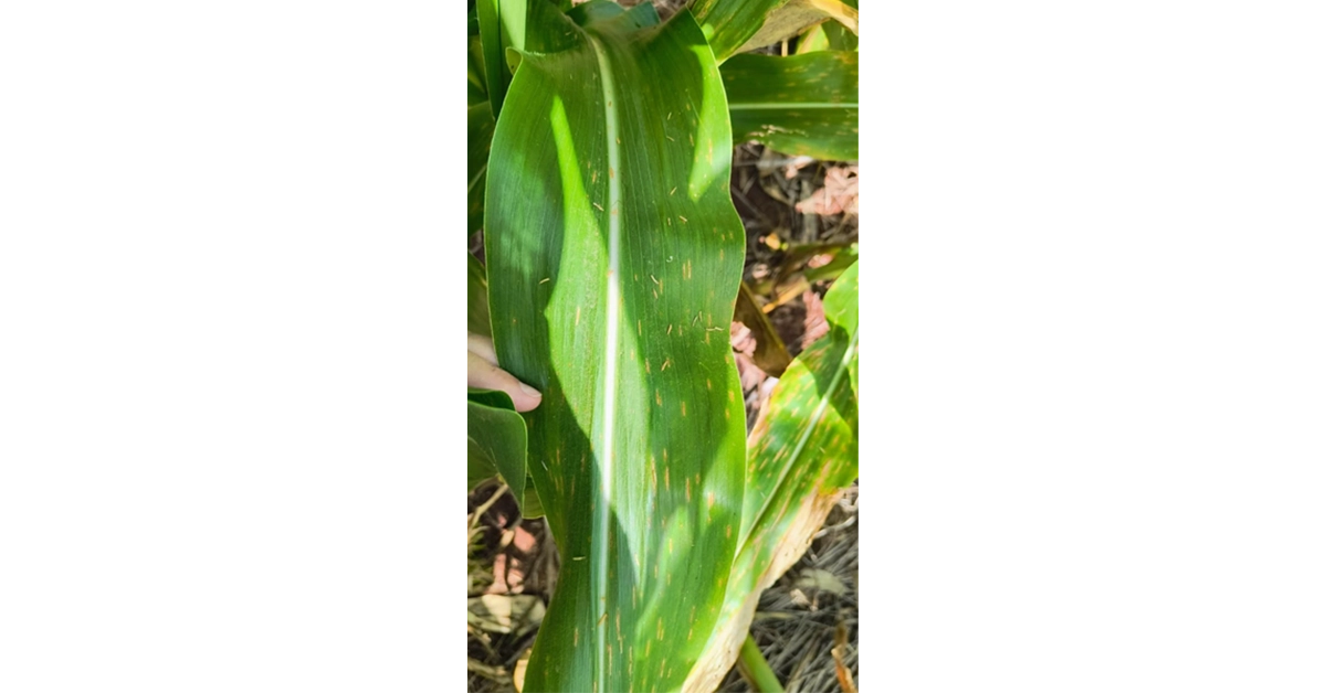 news-brazil-2025-crop-season-plant-disease