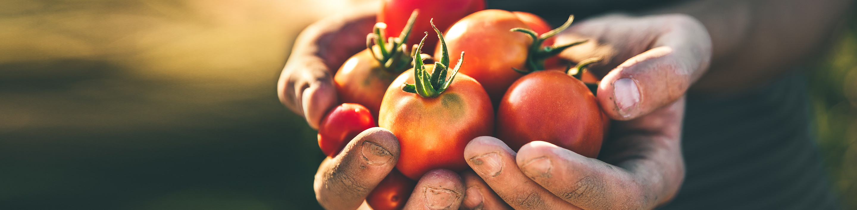header-food