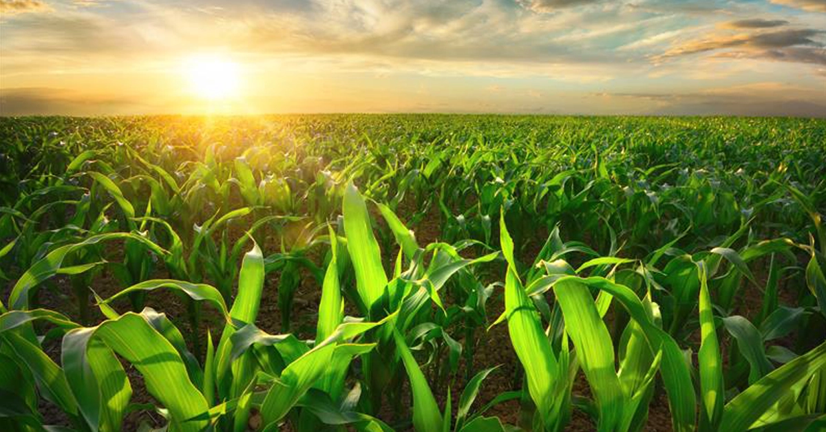 importance-of-agrifood-certification