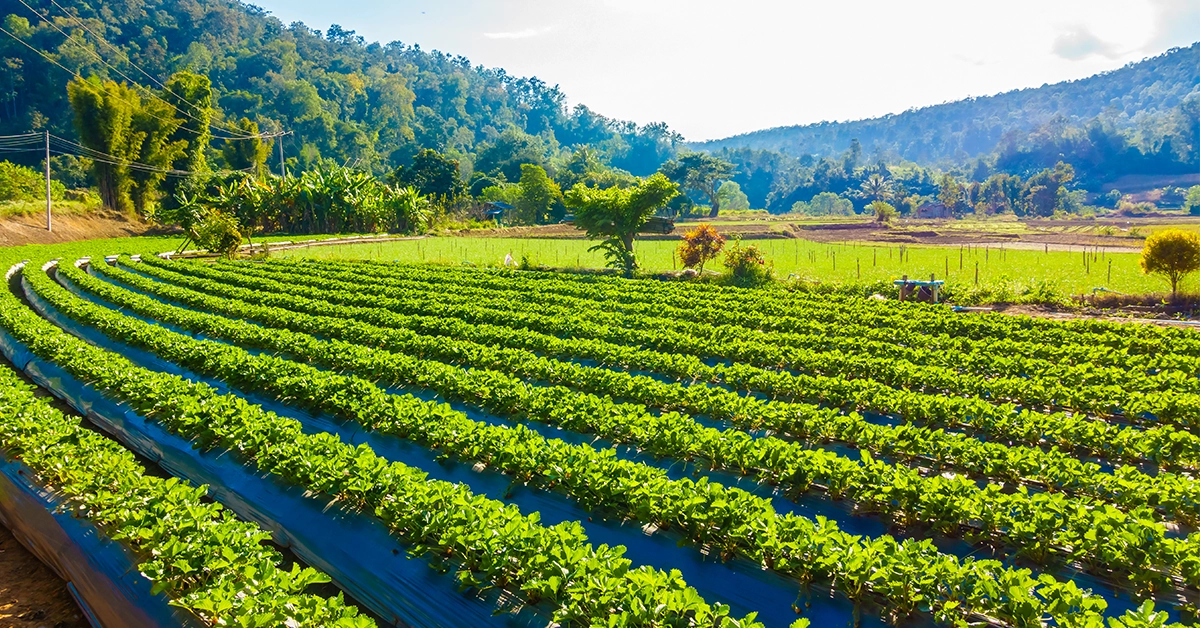 news-cotecna-na-agri-infosheet