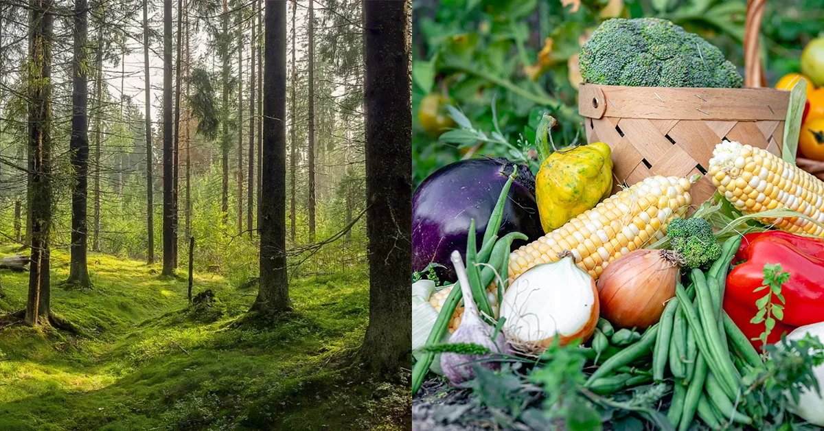 forest-food-banner