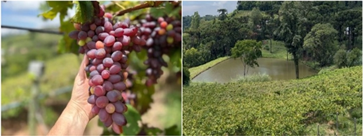 news-phytosanitary-2